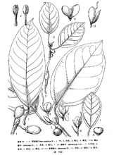 中國植物志原版墨線圖