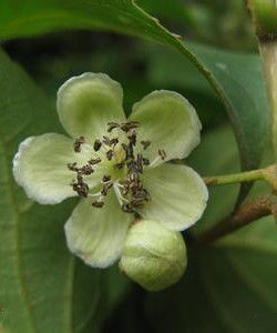 毛蕊獼猴桃 毛蕊獼猴桃