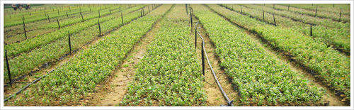 美果來藍莓鮮果苗木基地