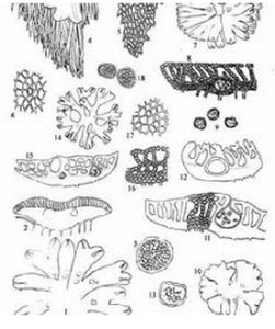 雲南錢苔 雲南錢苔