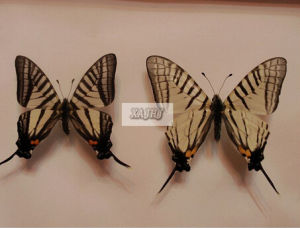 升天劍鳳蝶 升天劍鳳蝶