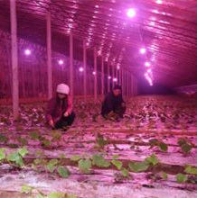 溫室補光燈 溫室補光燈