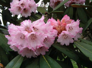 大王杜鵑 大王杜鵑