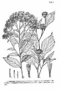 驅蟲斑鳩菊[植物]