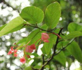 銀星秋海棠 銀星秋海棠