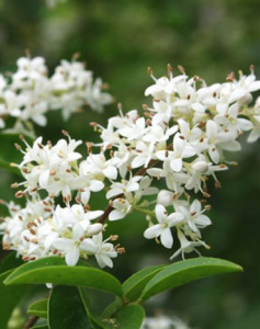 光葉小蠟樹 光葉小蠟樹