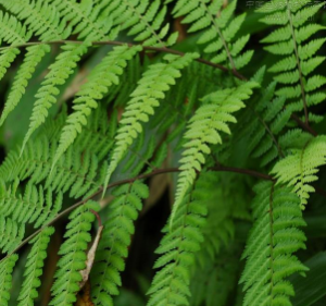 佛瑞蹄蓋蕨 佛瑞蹄蓋蕨