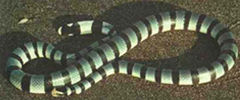 巨環海蛇