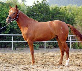 蘇聯重型馬 蘇聯重型馬