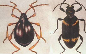 盾形貓蛛 盾形貓蛛