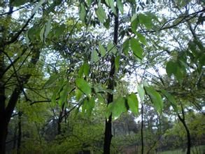 刺斗石櫟 刺斗石櫟