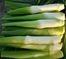 茭白罐頭 茭白罐頭