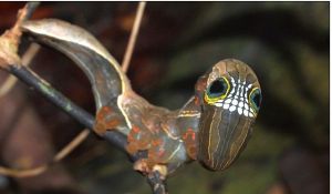 粉紅色後翅蛾 粉紅色後翅蛾