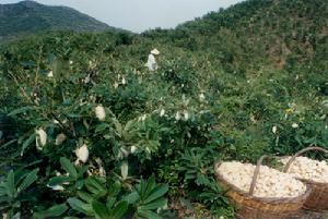 （圖）柞蠶基地