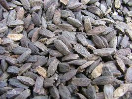 波棱瓜子[中藥]