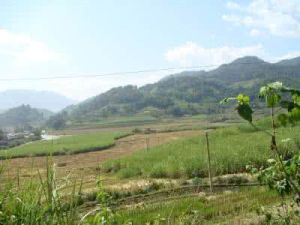 勐堆自然村 勐堆自然村