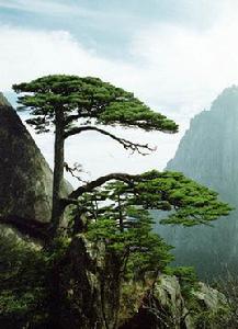 黃山松精神 黃山松精神