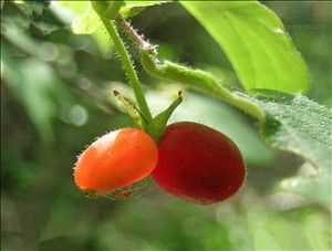 北京忍冬 北京忍冬