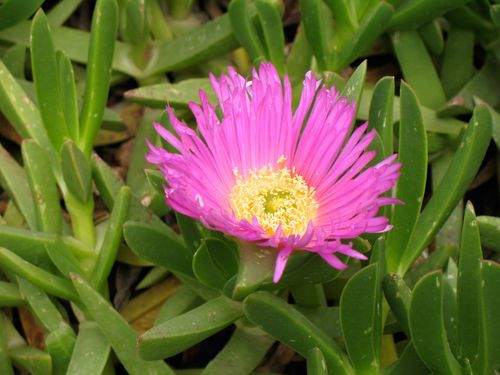 花僅在陽光下開放