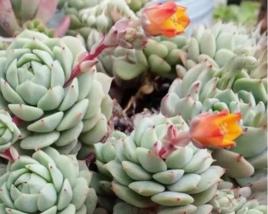 靜夜[景天科多肉植物]