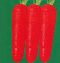 染了胭脂紅的胡蘿蔔