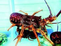 澳洲大龍蝦 澳洲大龍蝦