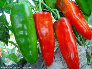 王者至尊 王者至尊