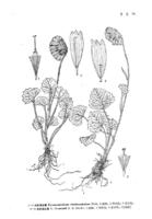 喜馬拉雅垂頭菊 喜馬拉雅垂頭菊