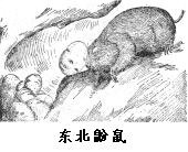 東北鼢鼠
