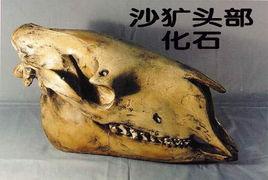 驢頭狼[神農架一種驢頭狼身的怪物]