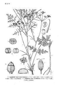 無柄西風芹 無柄西風芹