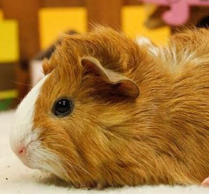 阿比西尼亞天竺鼠