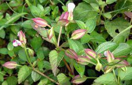 紫色翼萼[植物]