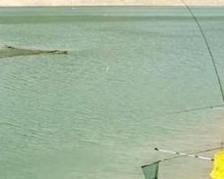 釣魚指數 釣魚指數