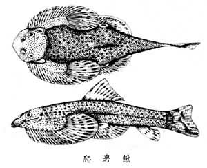 腹吸鰍亞科 腹吸鰍亞科