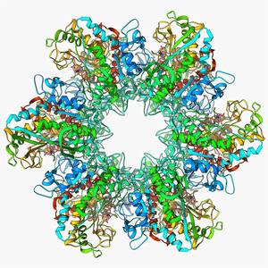 硒磷酸合成酶 硒磷酸合成酶