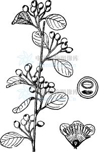 鈍葉栒子 鈍葉栒子