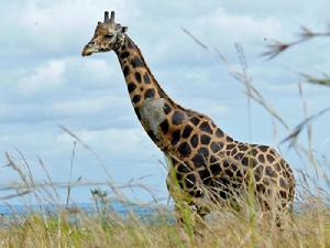 長頸鹿烏干達亞種