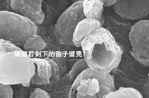 破壁後殘留的大量孢子壁殼