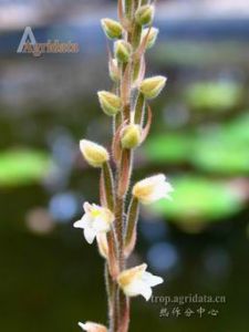 長序翻唇蘭 長序翻唇蘭