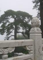 九華山迎客松 九華山迎客松