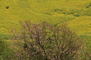 馬尾柴胡 馬尾柴胡