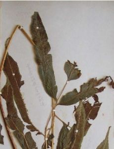 帶羽鳳丫蕨 帶羽鳳丫蕨