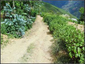 新和半山村 新和半山村