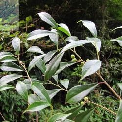 倒卵葉梅花草 倒卵葉梅花草