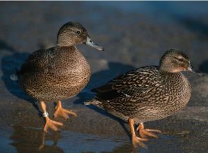夏威夷鴨分布圖