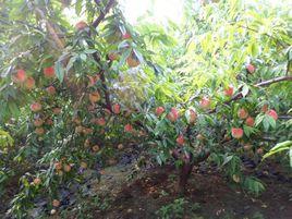 中秋紅蜜桃 中秋紅蜜桃