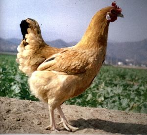 廣豐白耳黃雞（母雞）