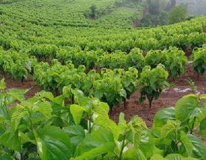 郊行[王安石詩作]