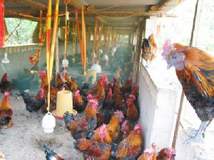 （圖）大灣鄉[廣西壯族自治區]